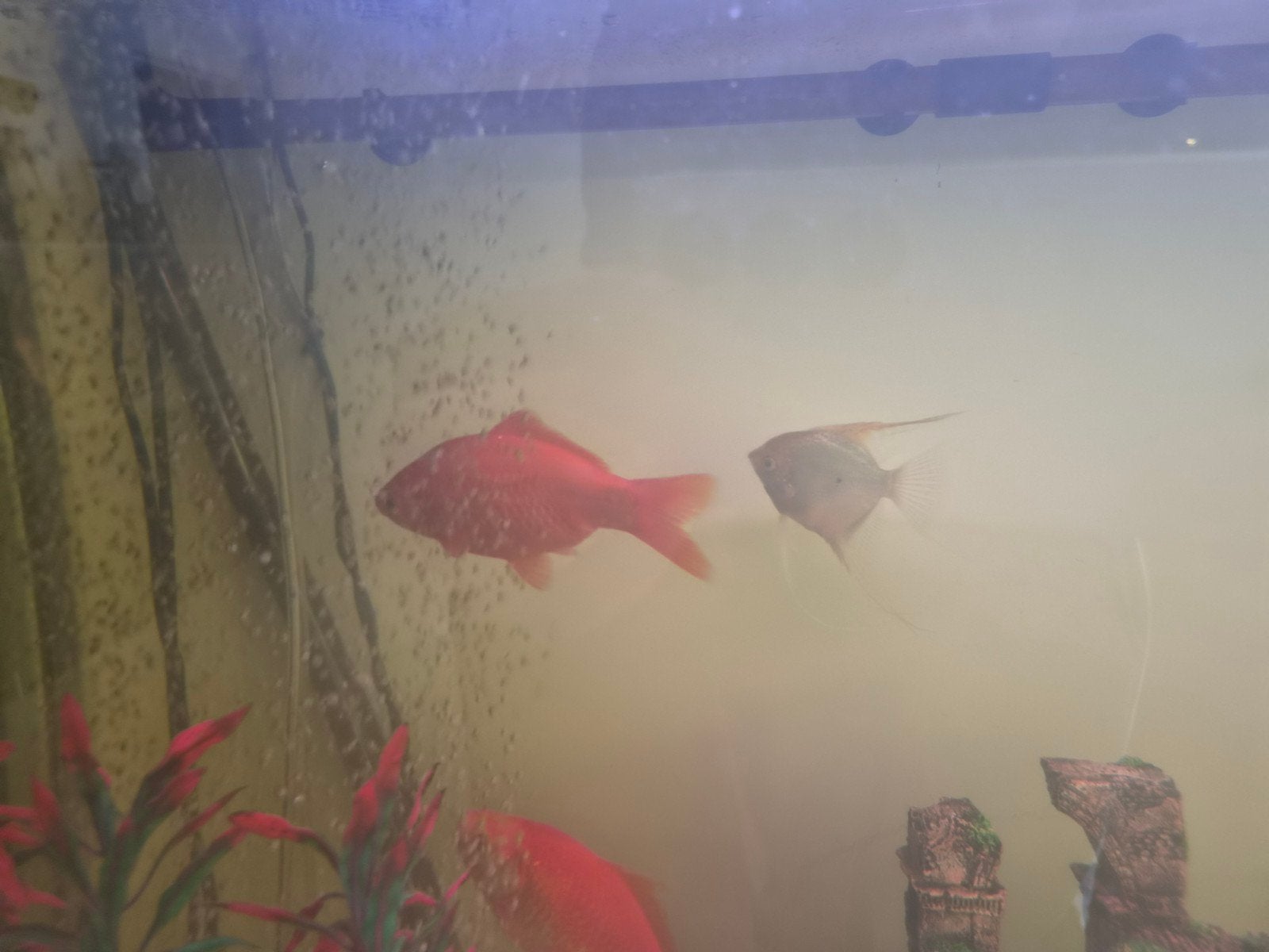 3 goudvissen te koop, Dieren en Toebehoren, Vissen | Aquariumvissen, Vis