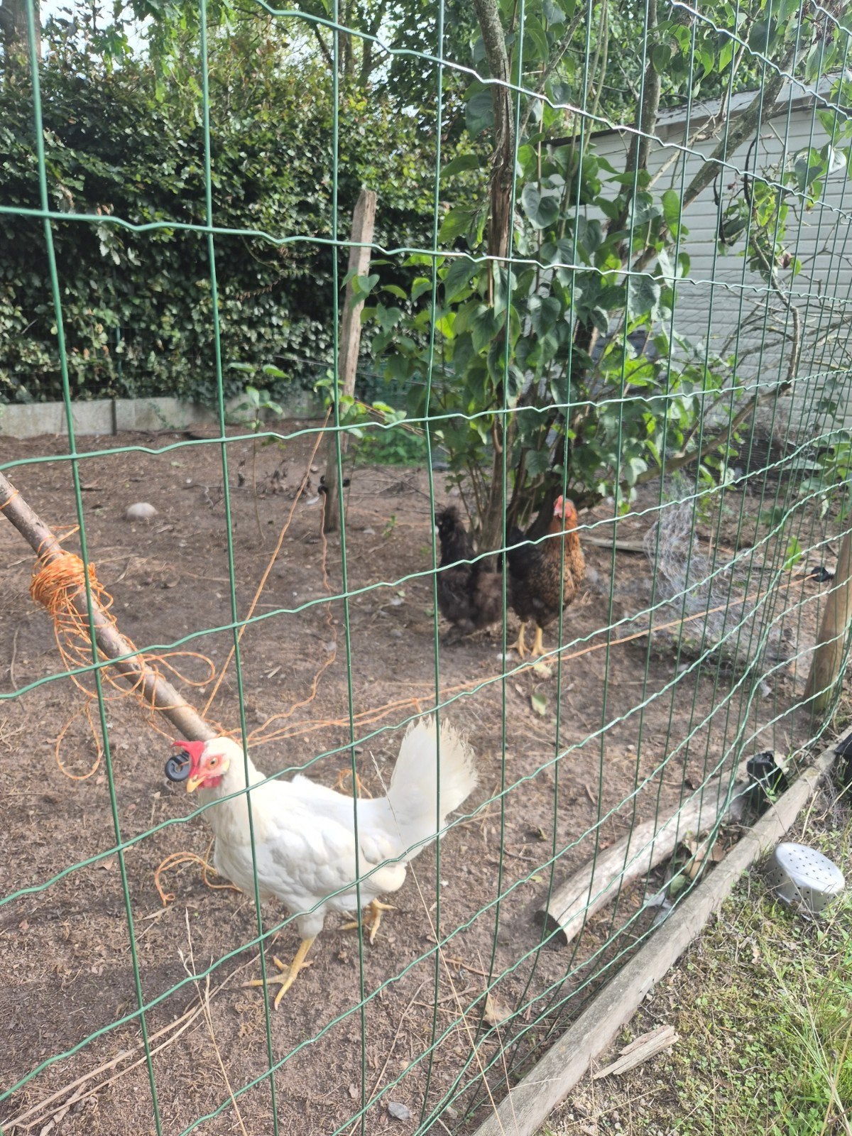 4 poulets + poulailler, protège-poulet et accessoires, Femelle