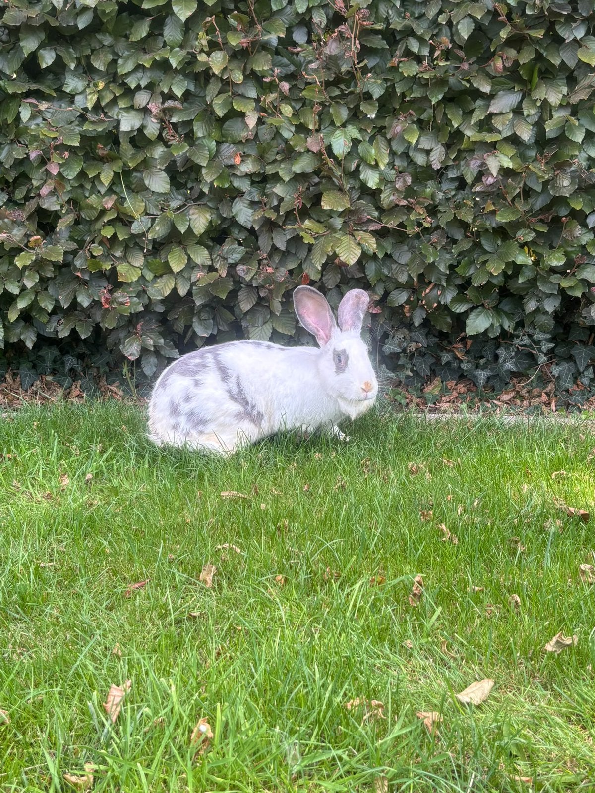 Kruising Vlinder x Vlaamse Reus, vrouwtje, Dieren en Toebehoren, Vrouwelijk, Groot, 0 tot 2 jaar