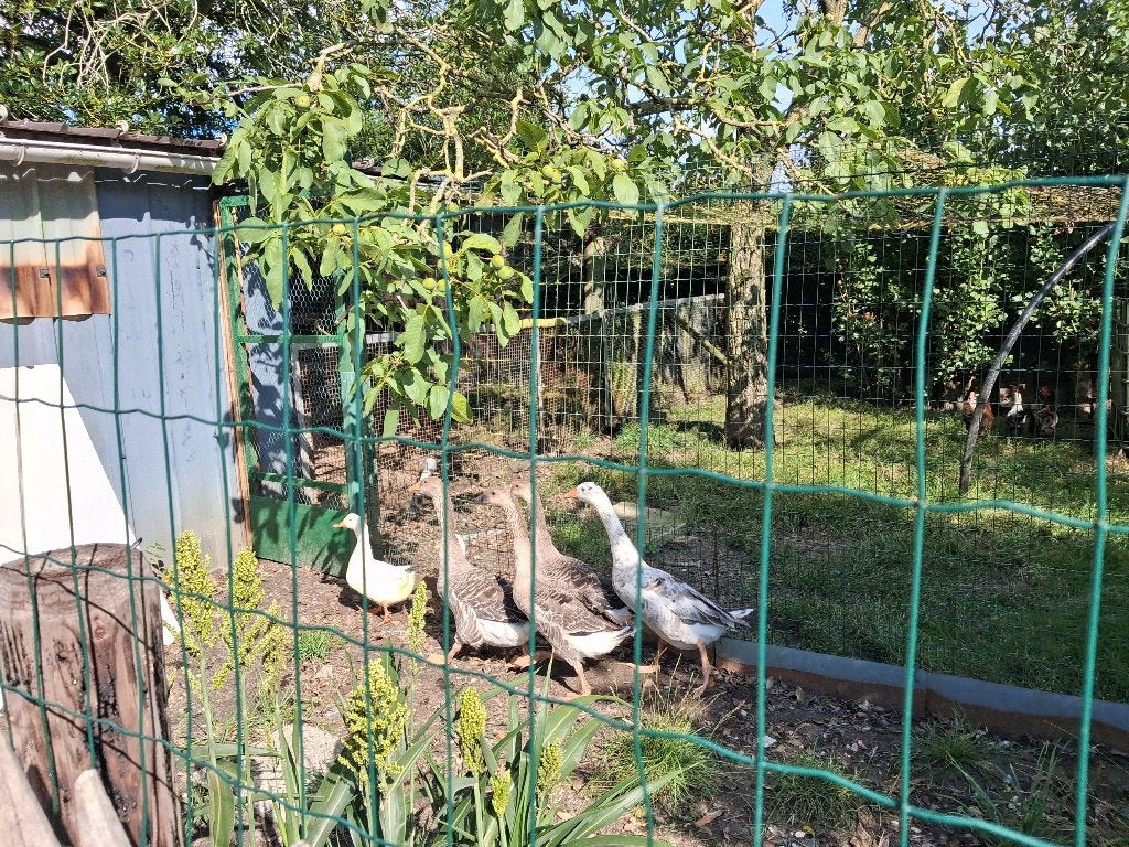 4 jonge ganzen, Dieren en Toebehoren, Pluimvee, Meerdere dieren, Gans of Zwaan