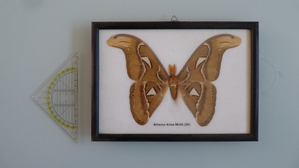 Ingelijste Attacus Atlas vlinder (mannetje), Verzamelen, Dierenverzamelingen, Zo goed als nieuw, Opgezet dier, Insect, Ophalen of Verzenden