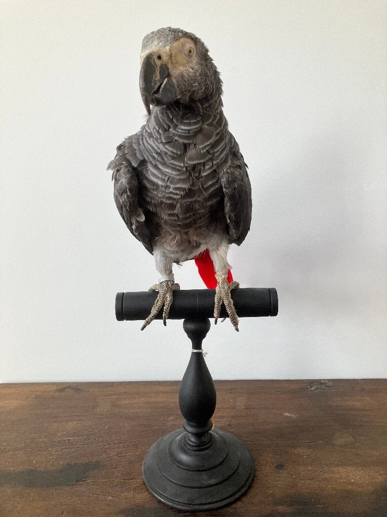 opgezette grijze roodstaart papegaai taxidermie, Verzamelen, Ophalen of Verzenden, Gebruikt, Vogel, Opgezet dier