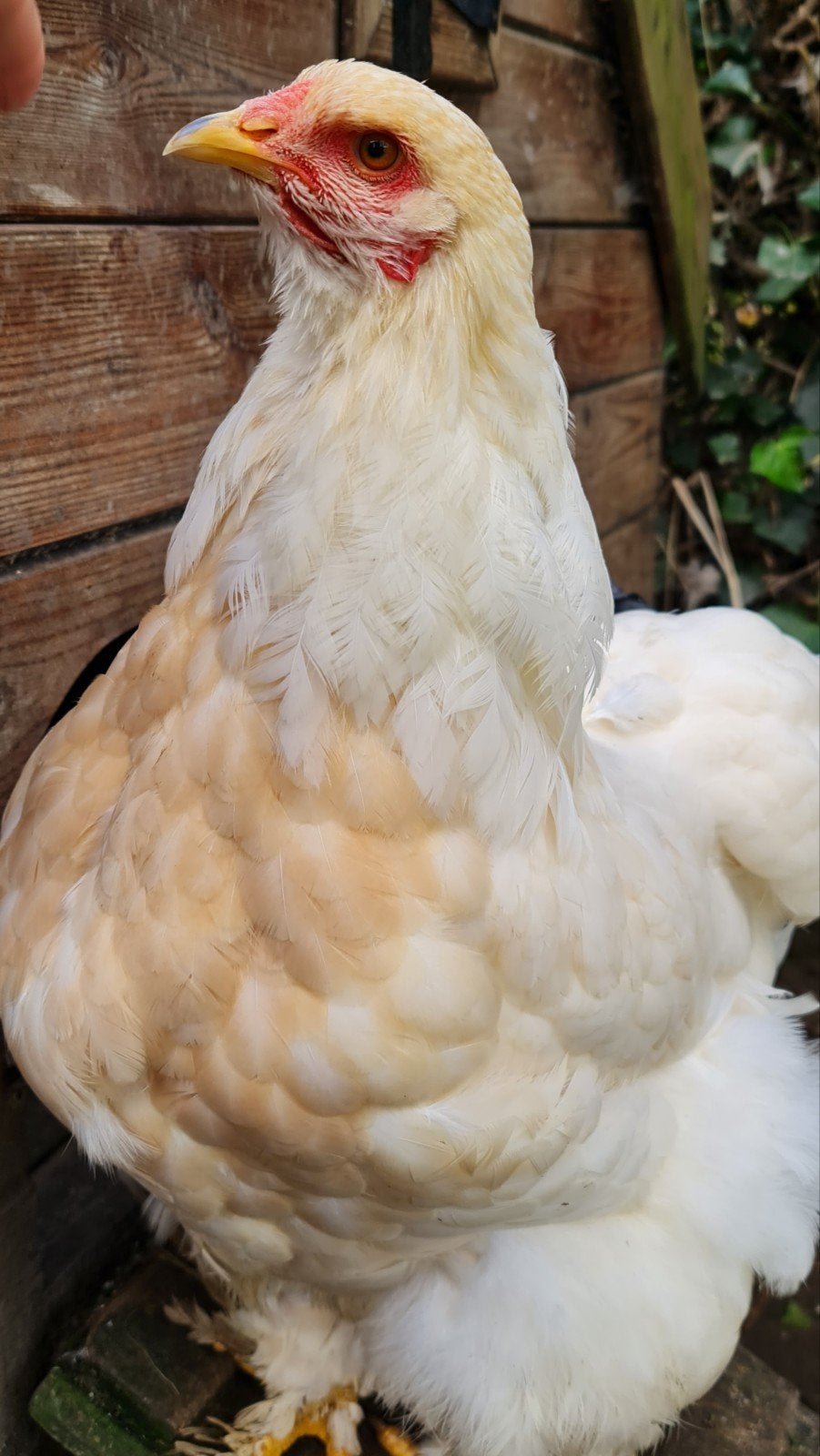 Broedeieren brahma lemon pyle raszuiver, Poule ou poulet