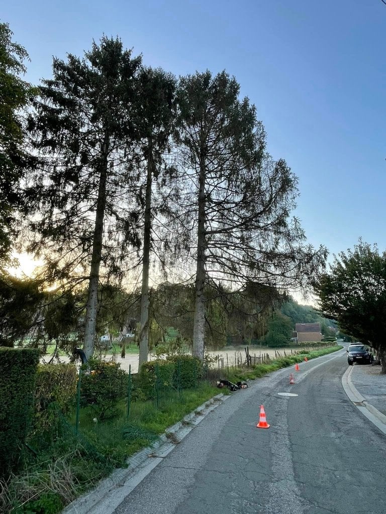 Travaux d'abattage / démontage / élagage d'arbres, Jardin & Terrasse, Enlèvement