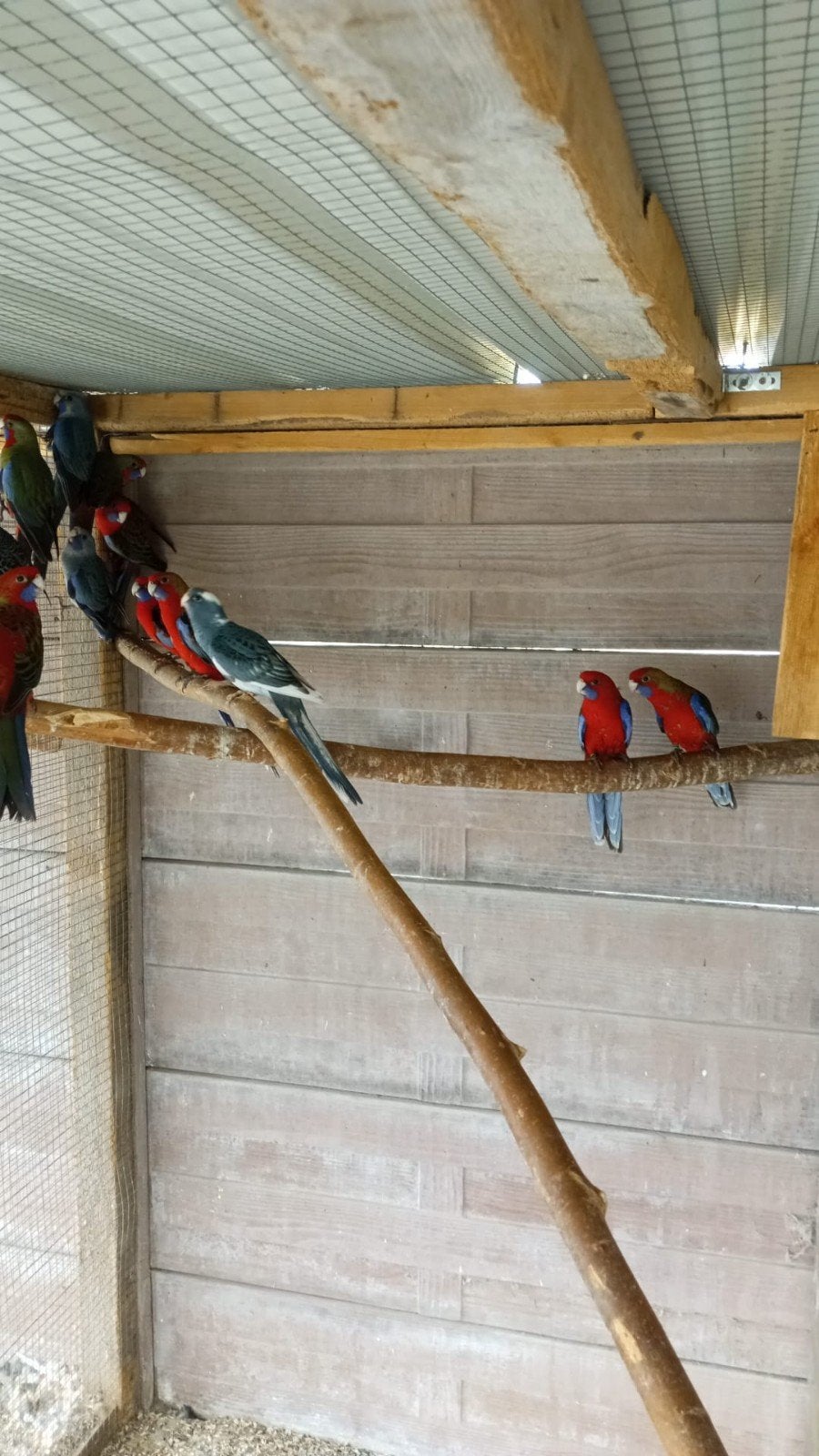 Pennanten en rosella's 2026, Dieren en Toebehoren, Geringd