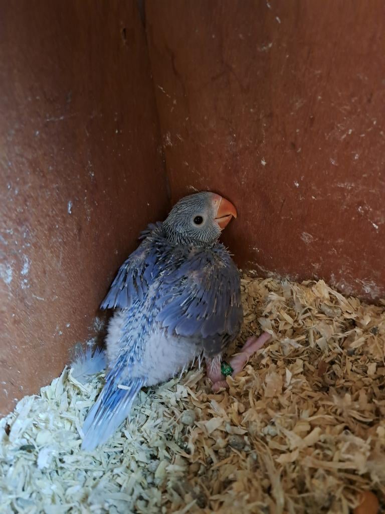 Jonge halsband  te koop.Zie beschrijving., Dieren en Toebehoren, Geslacht onbekend, Parkiet, Geringd