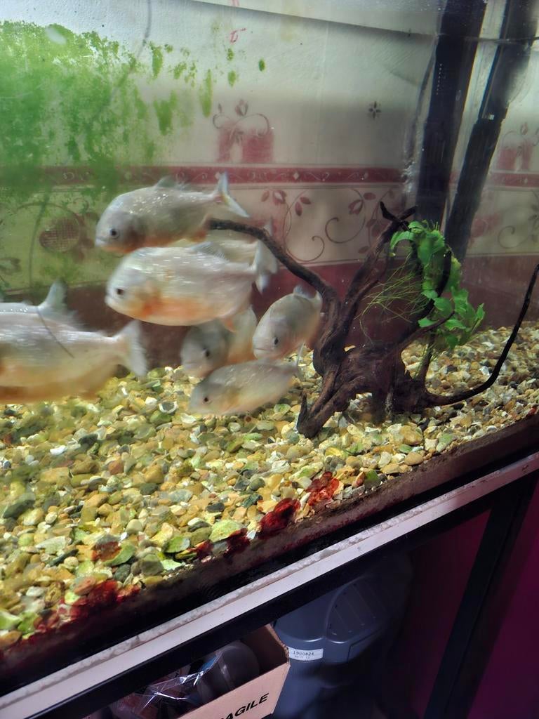 9 piranha's, Poisson, Poisson d'eau douce