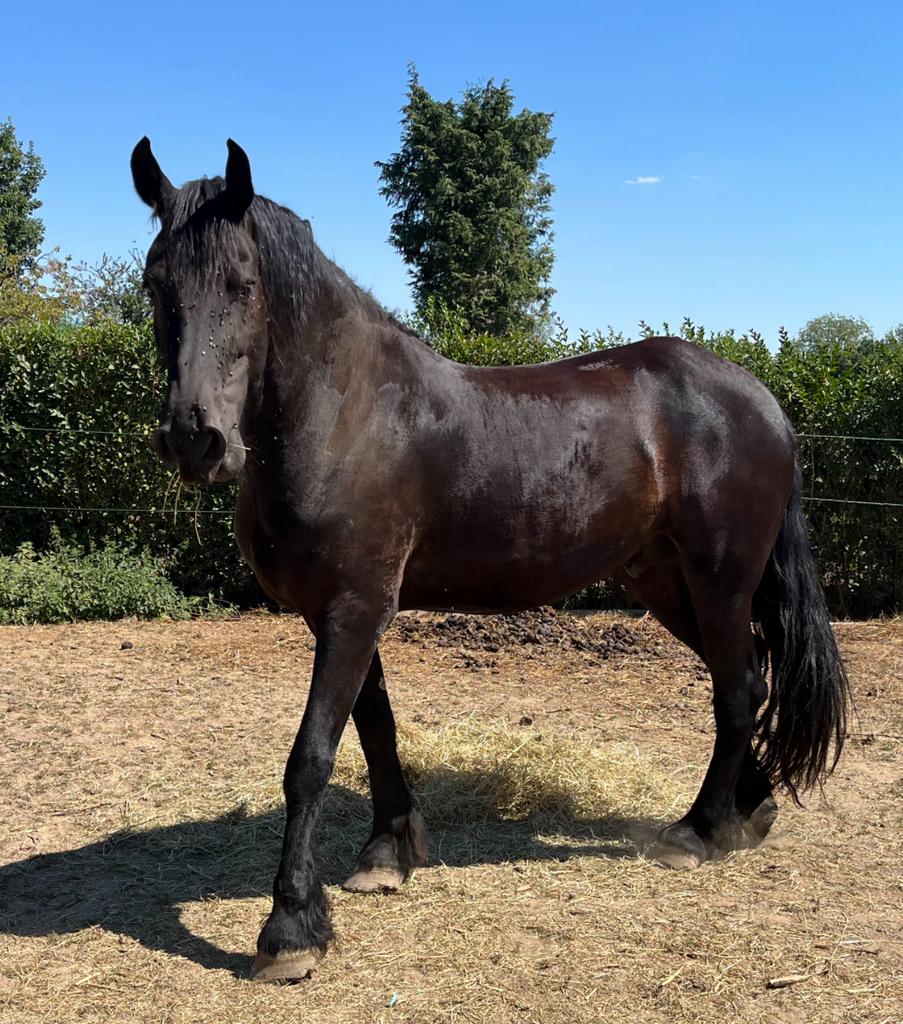 Frison, Enlèvement