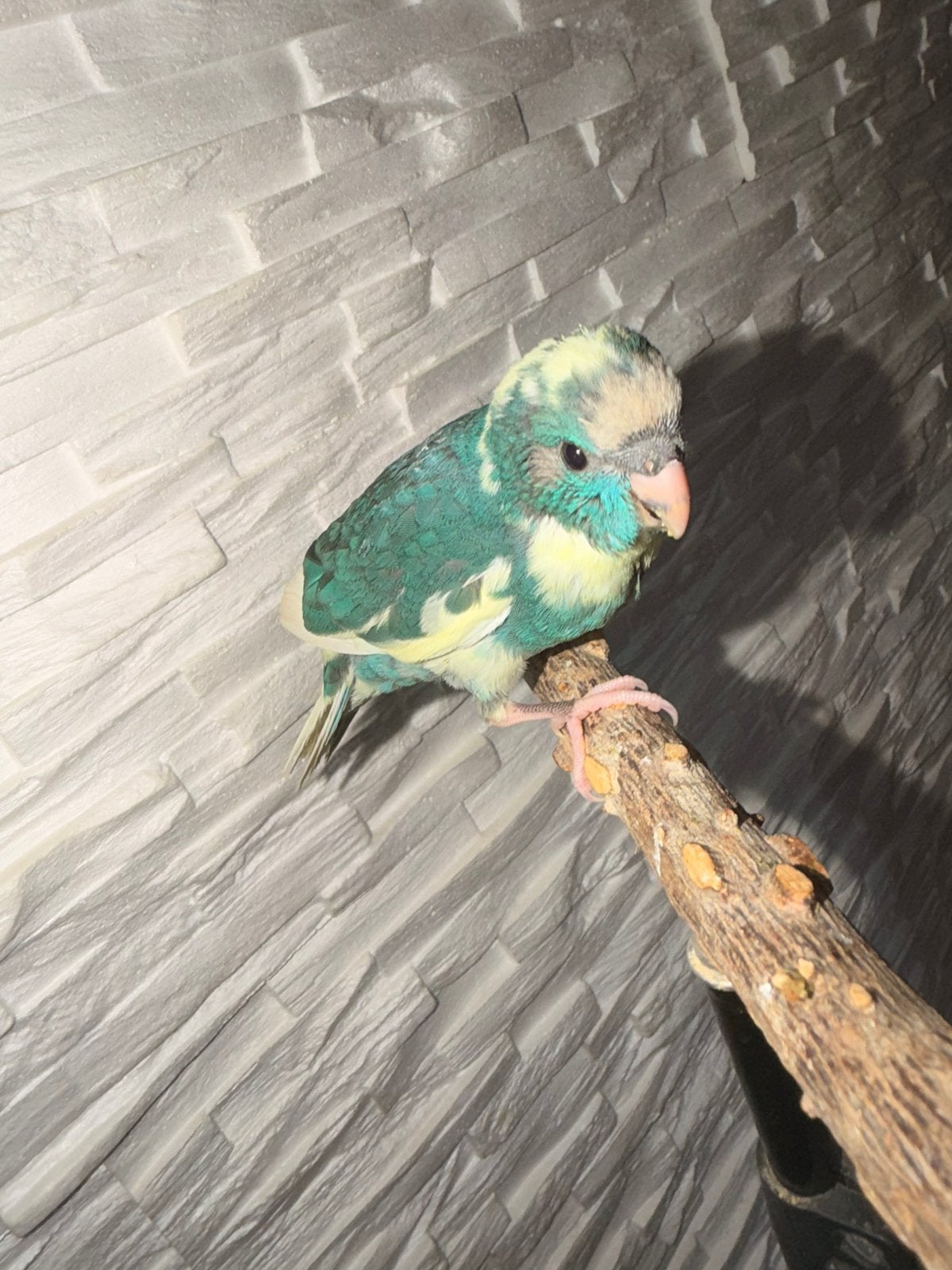 Kakariki, Sexe inconnu, Perroquet nain ou Inséparable, Parleur