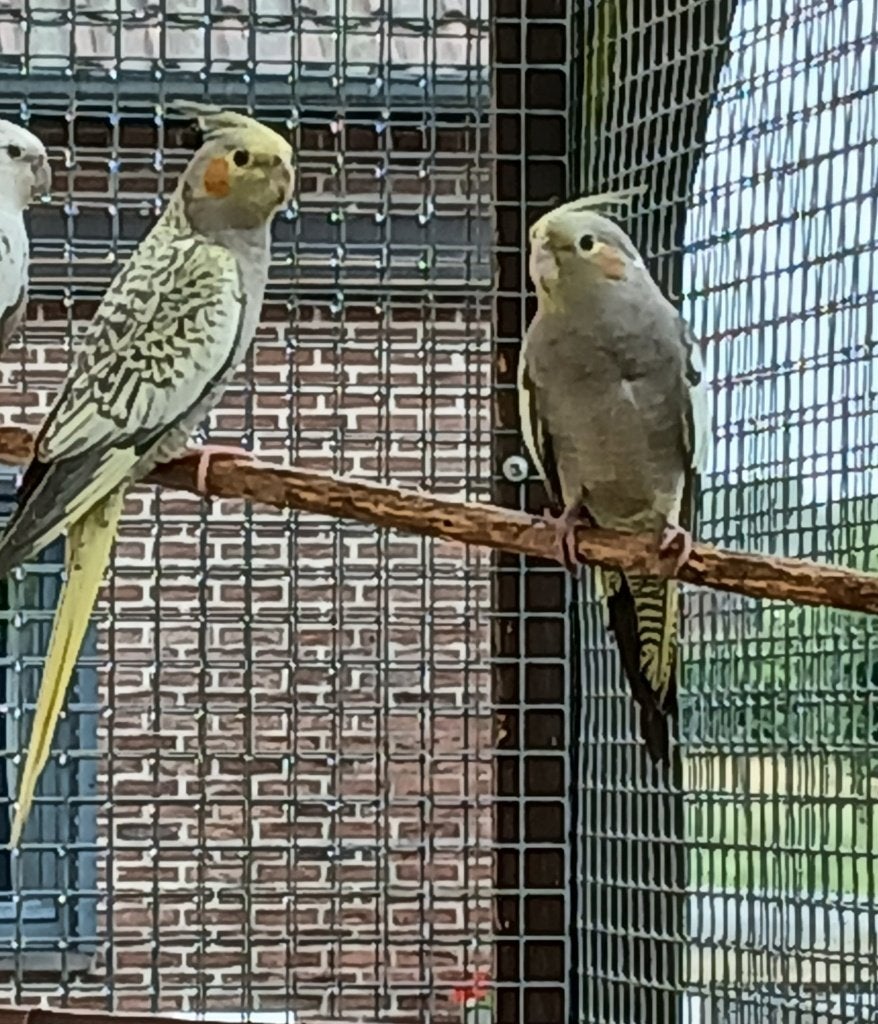 Valkparkieten april 2026, Dieren en Toebehoren, Vogels | Parkieten en Papegaaien, Parkiet, Geringd