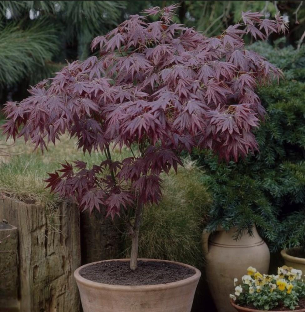 Japanse Esdoorn, Acer Atropurpureum, Tuin en Terras, Planten | Bomen, Ophalen