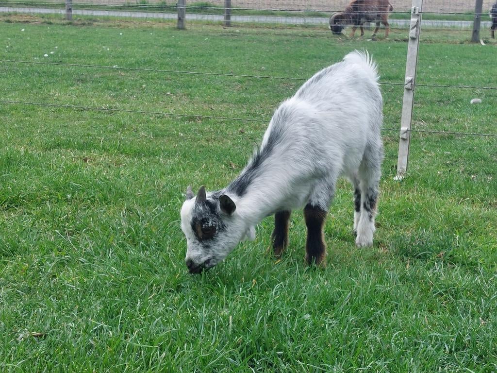 Mooi hermelijn bokje., Dieren en Toebehoren, Schapen, Geiten en Varkens, Mannelijk, Geit, 0 tot 2 jaar