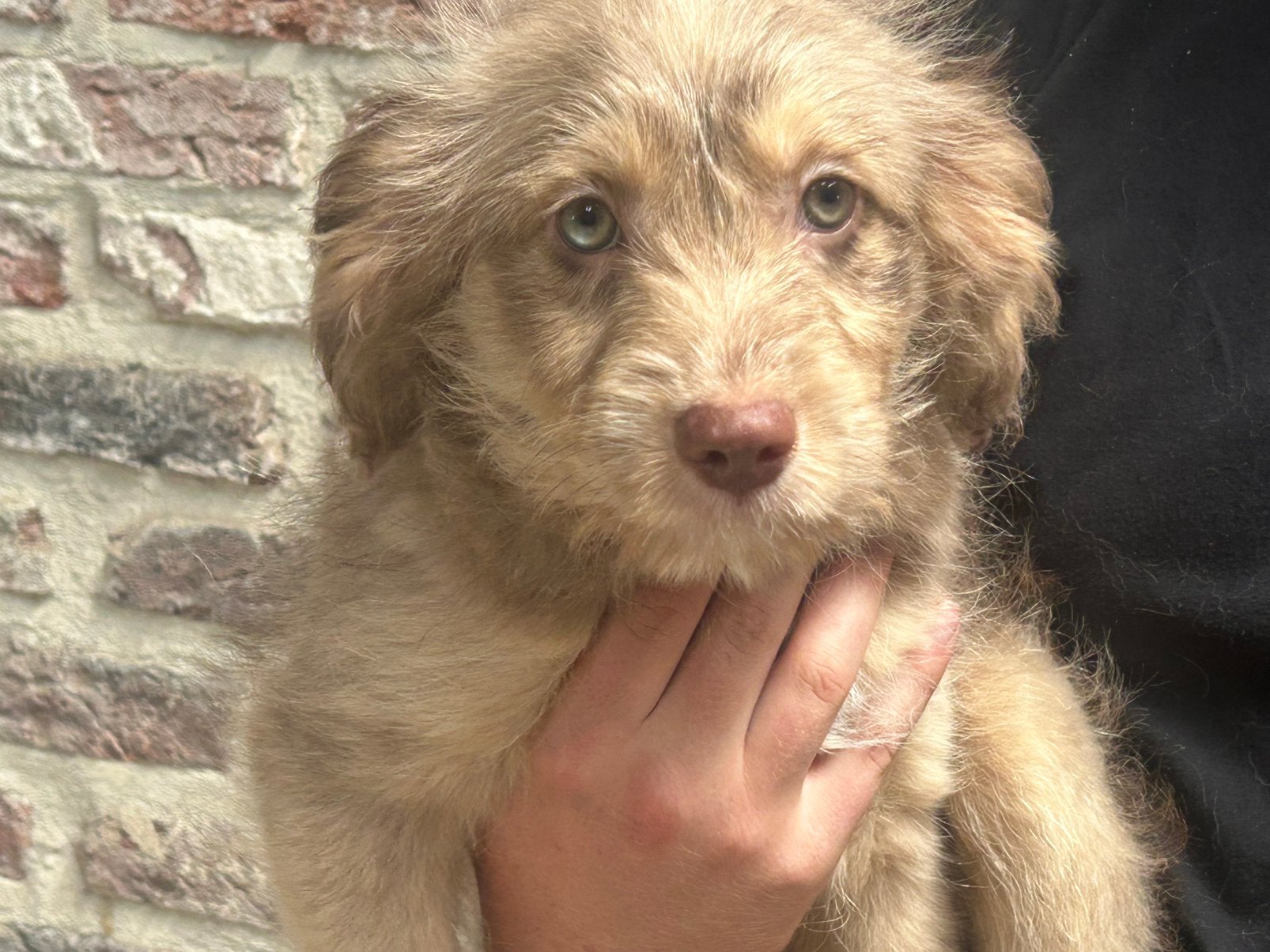 Doodle teefje, Animaux & Accessoires, Chiens | Sans pedigree, Hépatite contagieuse (maladie de Rubarth), Chienne, Belgique, Taille moyenne