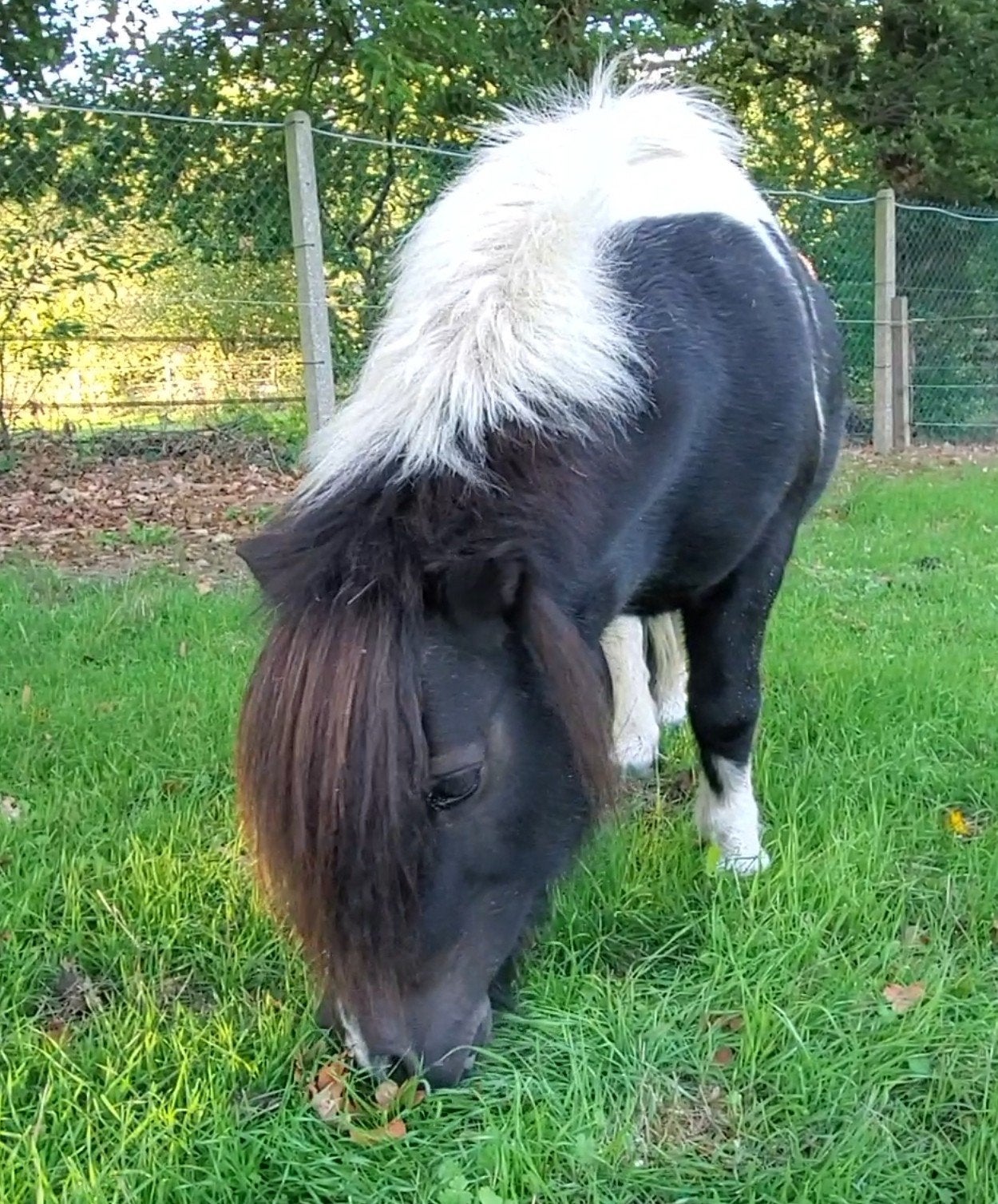 leuk lieve en betrouwbare kinderpony schofthoogte 1 meter., B, 11 ans ou plus, Poney de récréation, Poney A (jusqu'à 1.17 m)