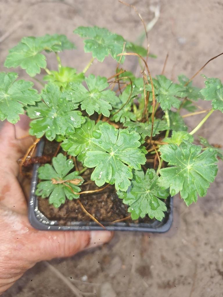 Geranium biokovo, Tuin en Terras, Ophalen