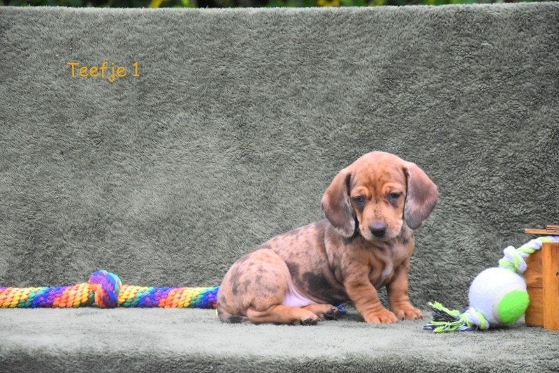 Prachtige Dwergteckel pupjes, Dieren en Toebehoren, België, CDV (hondenziekte), 8 tot 15 weken, Korthaar