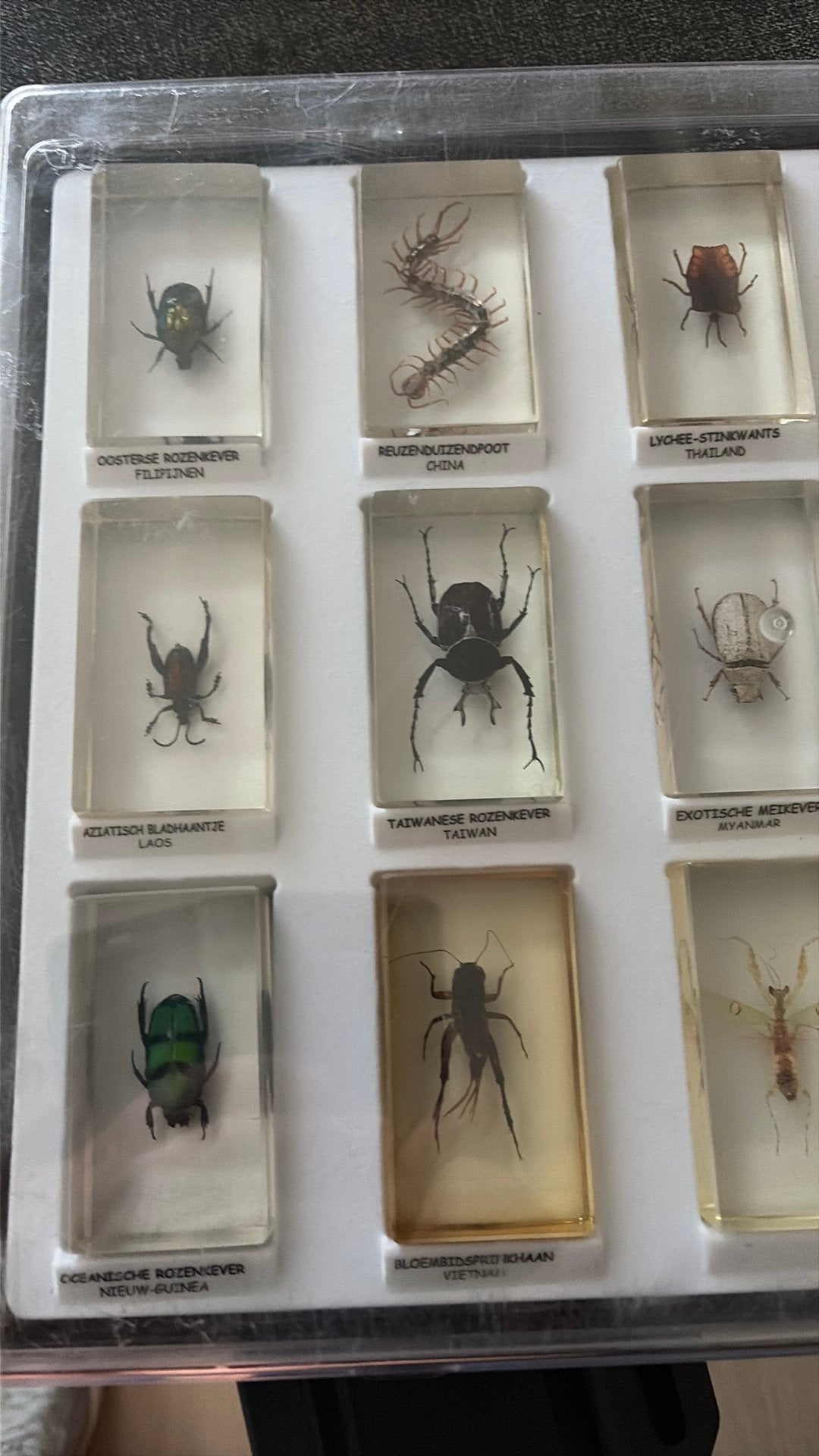 15 insecten, Dieren en Toebehoren, Spin of Schorpioen