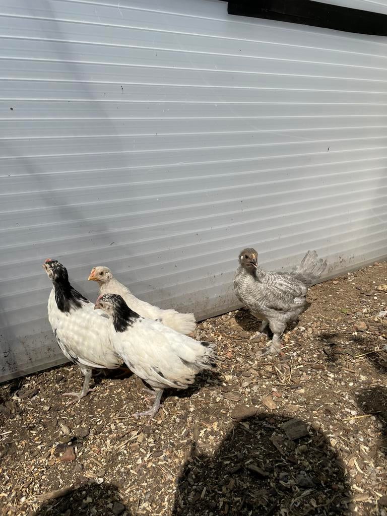 4, kuikens te koop, Dieren en Toebehoren, Pluimvee
