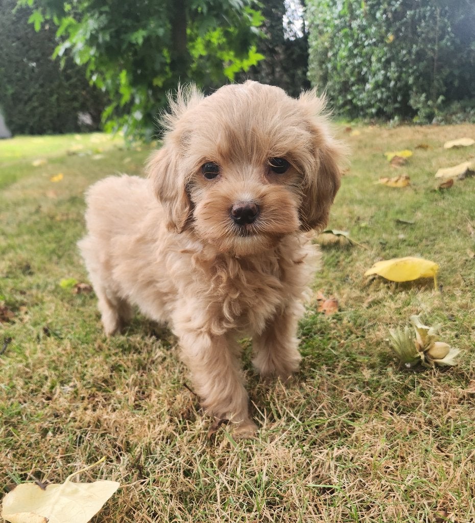 Cavapoo reutjes, België, Reu, CDV (hondenziekte), 8 tot 15 weken