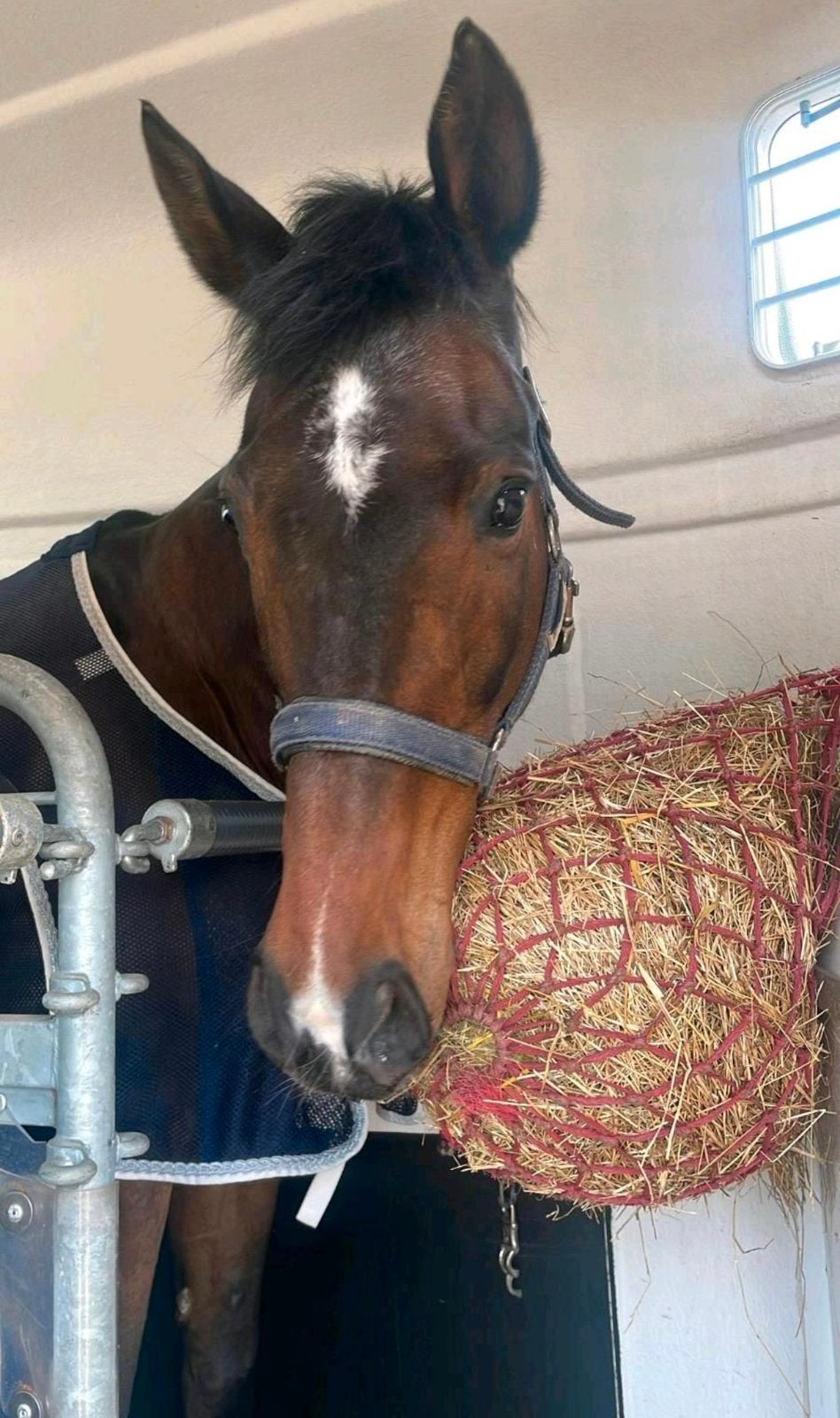 18-jarige merrie zoekt nieuw thuis als gezelschapspaard, Jument, M, Cheval de récréation