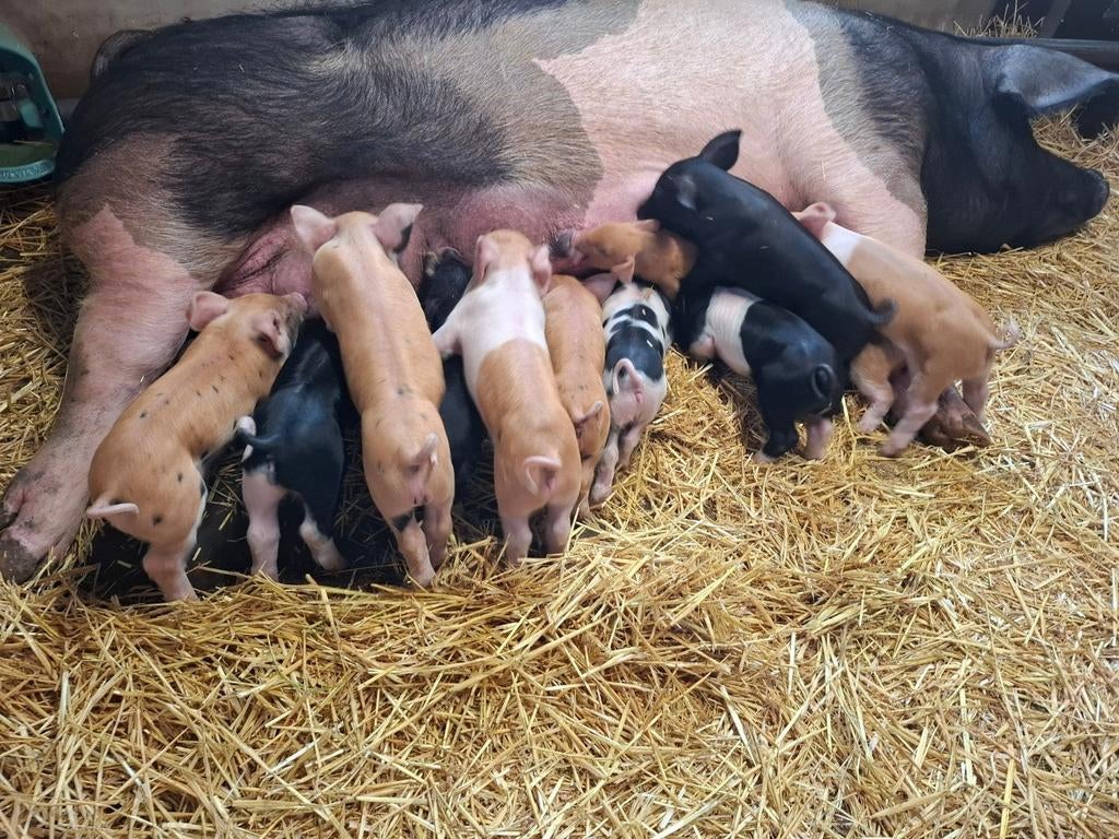 Biggen aangeboden van onze buitenvarkens!, Plusieurs animaux, Porcs, 0 à 2 ans