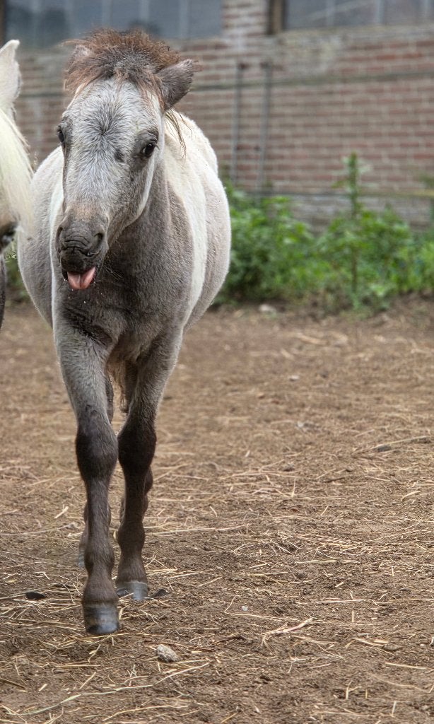 Few spot, Dieren en Toebehoren, Pony's, Hengst, A pony (tot 1.17m), Gechipt, 0 tot 2 jaar