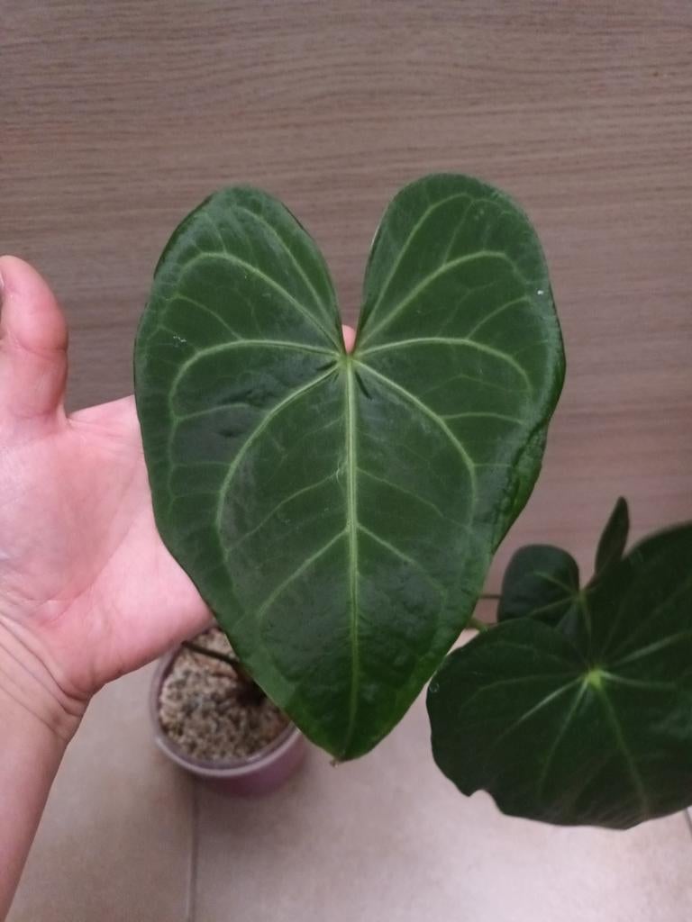 Anthurium clarinervium x pedatoradiatum, Huis en Inrichting, Kamerplanten, Ophalen of Verzenden