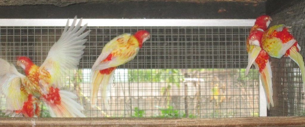 rubino rosella's, Plusieurs animaux, Perruche, Bagué