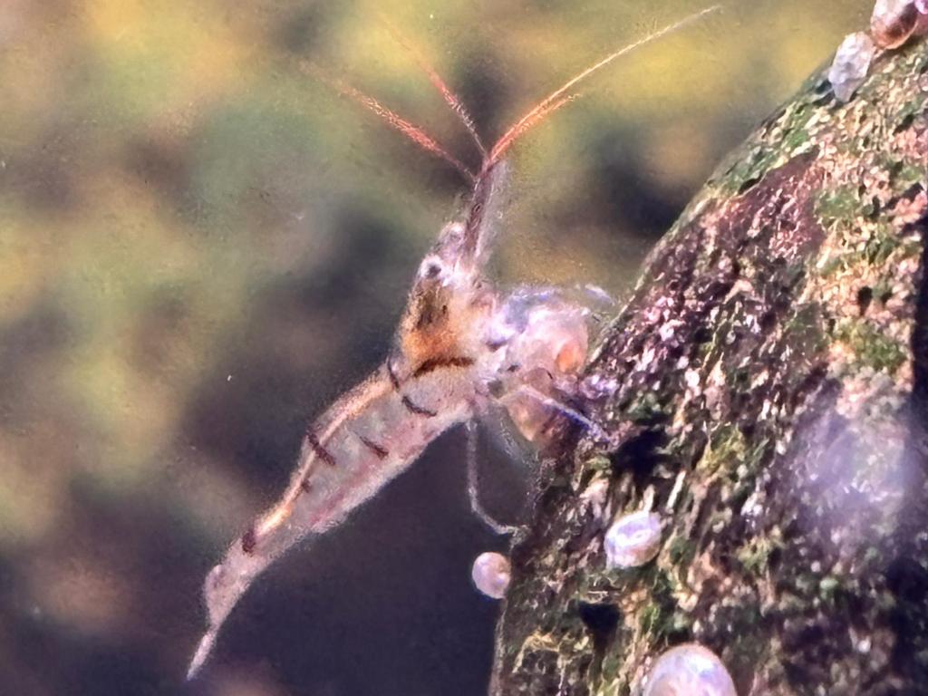 Crevettes Sulawesie White zebra, Enlèvement