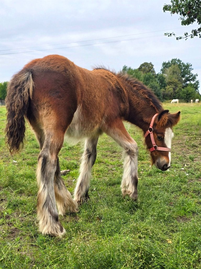 Irish/Gypsy Cob/tinker stunning bay colt foal, Étalon, Avec pedigree, 0 à 2 ans