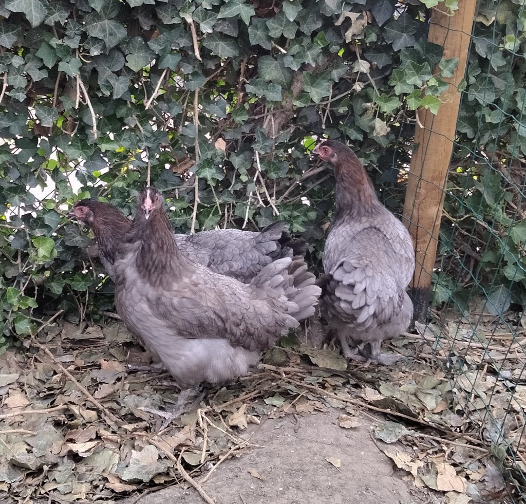 marans hennen blauwkoper, Dieren en Toebehoren, Vrouwelijk, Kip