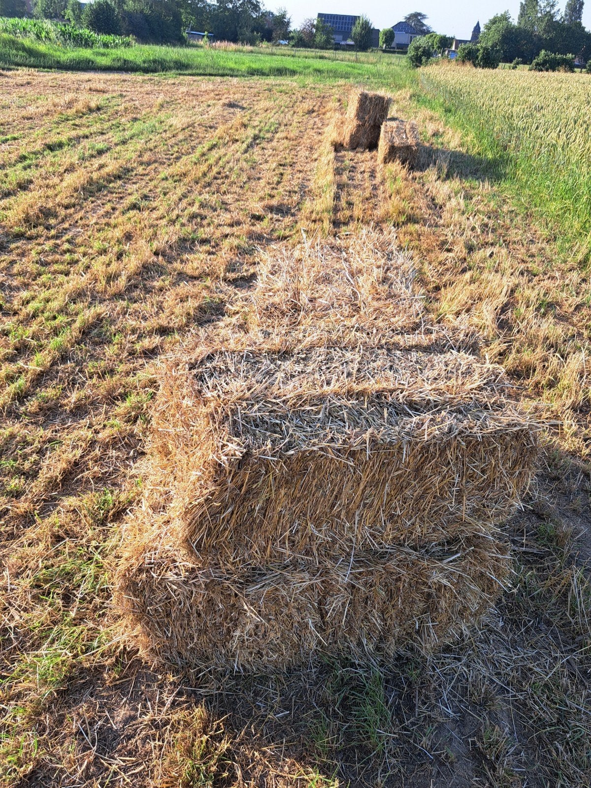 Kleine balen hooi, Dieren en Toebehoren, Stalling en Weidegang