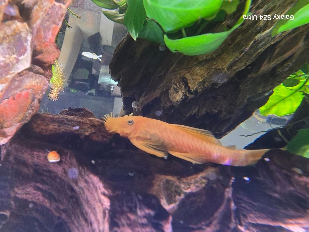 Ancistrus Lemon Blue Eyes L144 Man 10/11cm, Dieren en Toebehoren, Vis, Zoetwatervis, Schoolvis