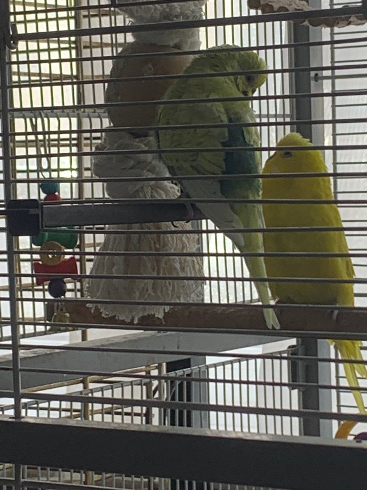 4 parkieten met kooi