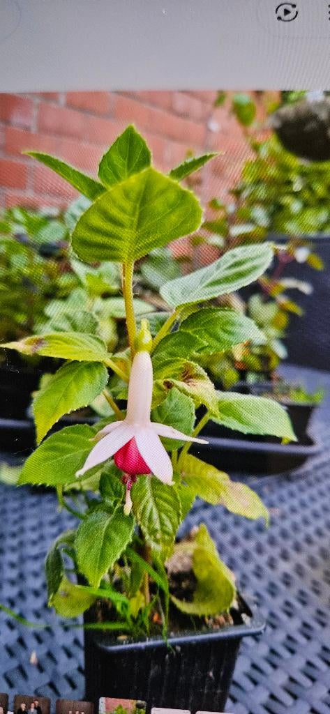 Fuchsia winterhard 20 a 25 cm hoog, Tuin en Terras, Planten | Tuinplanten, Ophalen of Verzenden, Vaste plant, Overige soorten