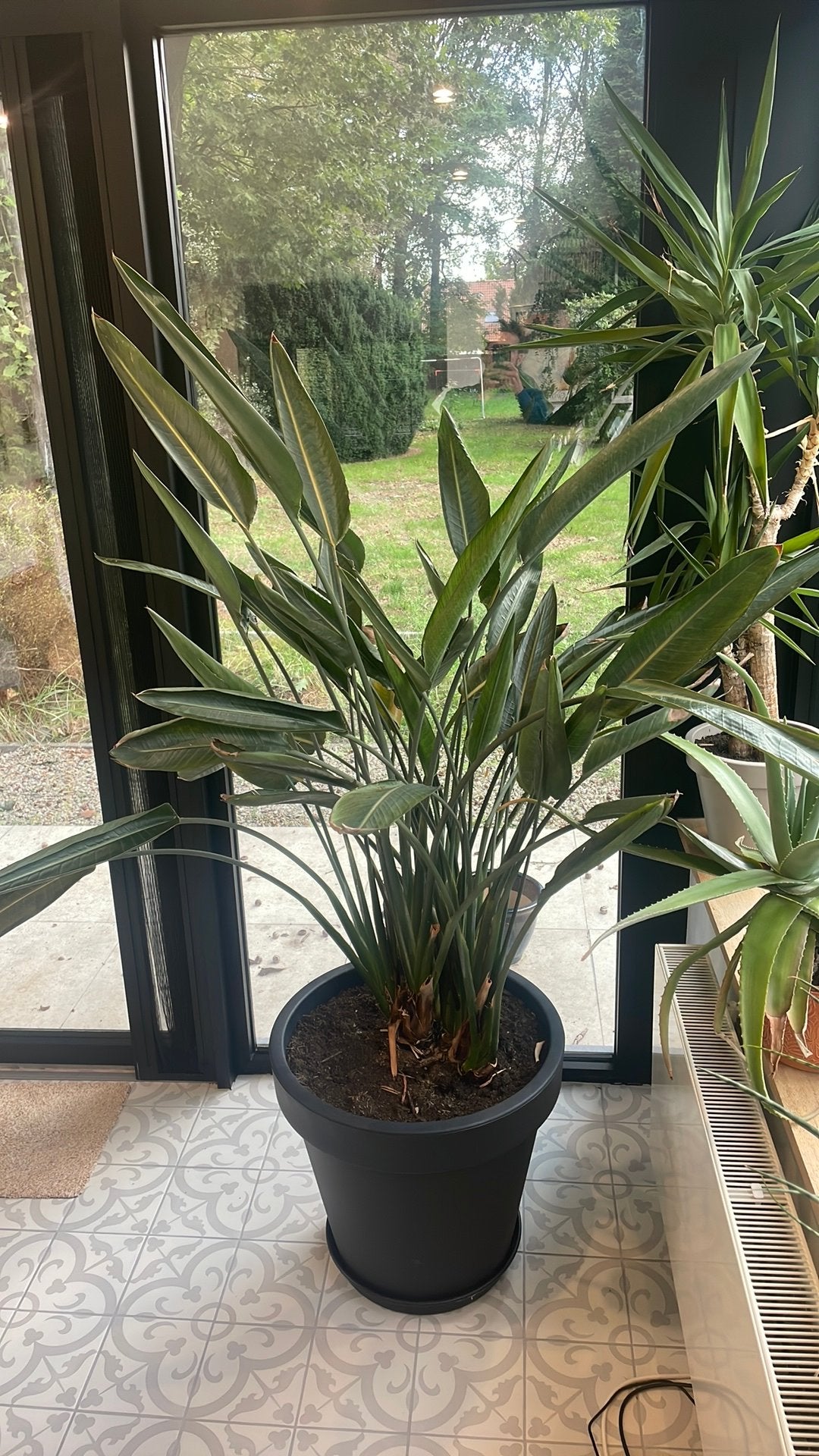 Paradijsvogelplant met pot, Ophalen