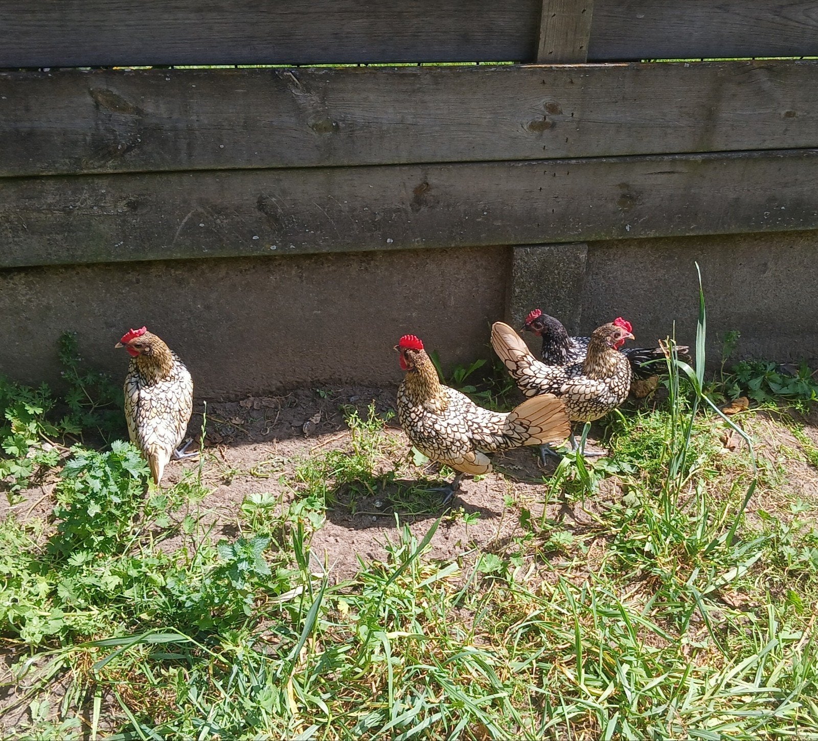 Gratis hanen, Dieren en Toebehoren
