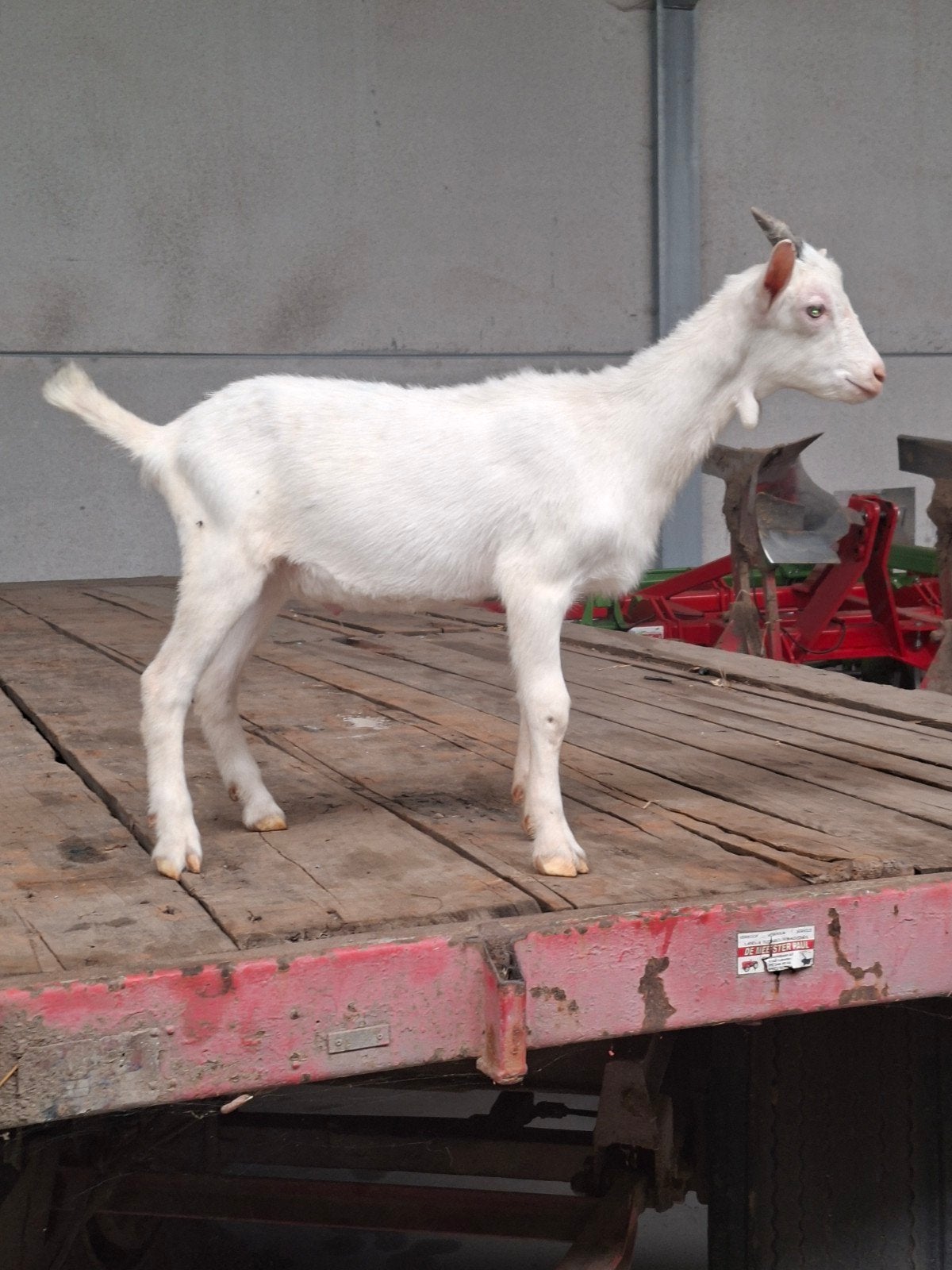 Saanen bokje, Dieren en Toebehoren, Schapen, Geiten en Varkens