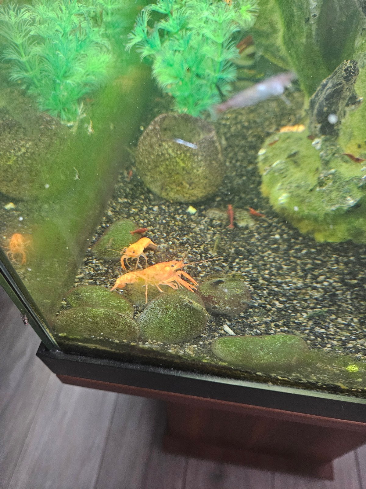 Kreeftjes 10 stuks, Dieren en Toebehoren
