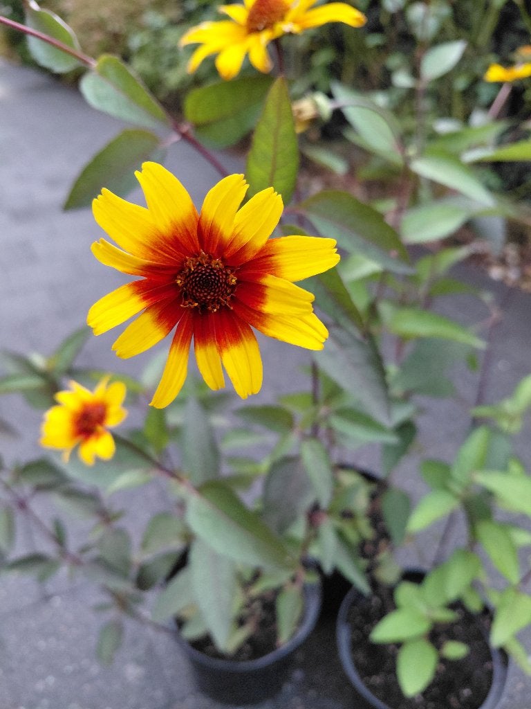 Heliopsis Burning Hearts, Tuin en Terras, Planten | Tuinplanten, Ophalen