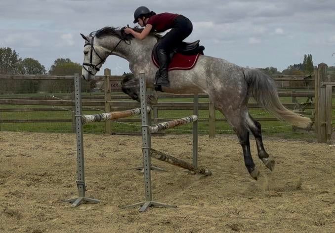 Super brave springefokte 6j ruin, Dieren en Toebehoren, Springpaard, Met stamboom, B, Ruin