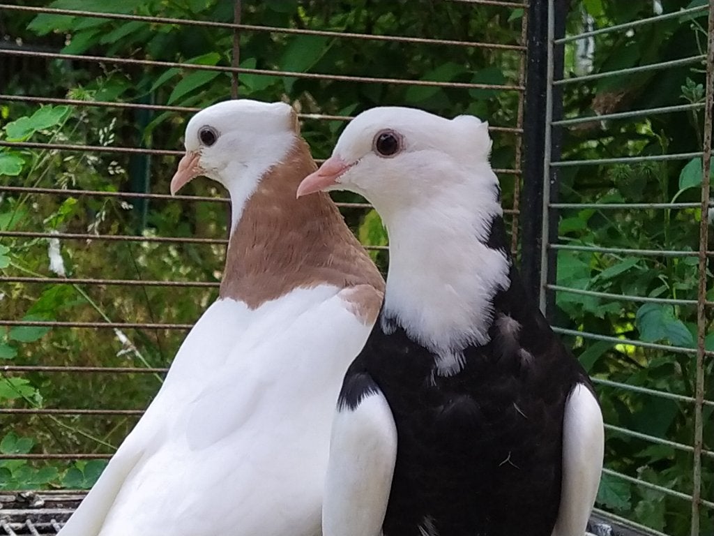 8 pigeons iraniens highflyer (Toghi), Animaux & Accessoires