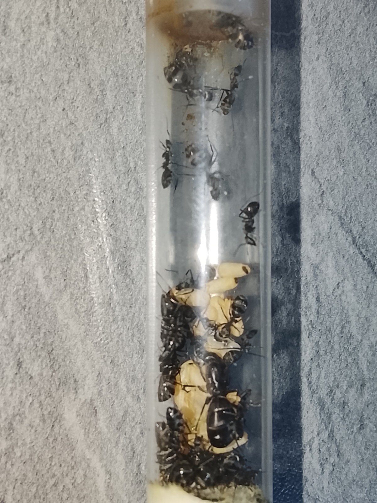 Camponotus micans, Enlèvement ou Envoi