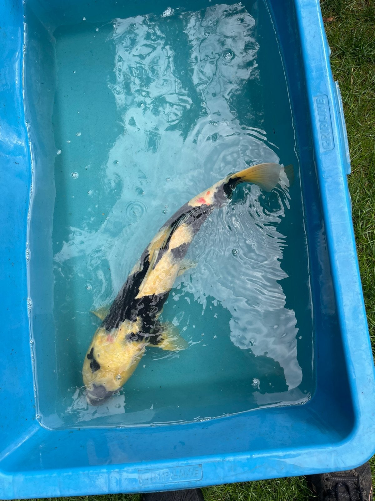 Koi shiro, Dieren en Toebehoren