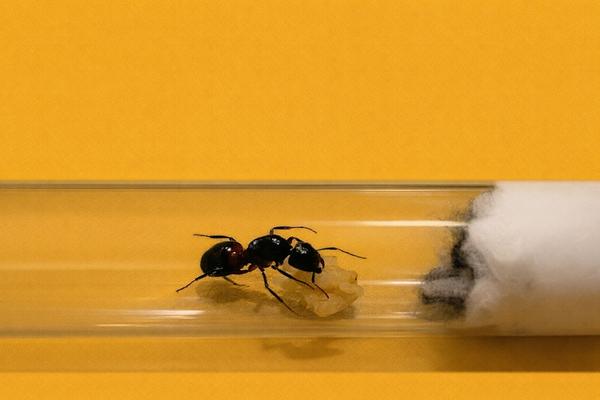 Camponotus Ligniperda, reine des fourmis avec couvain, Fourmis