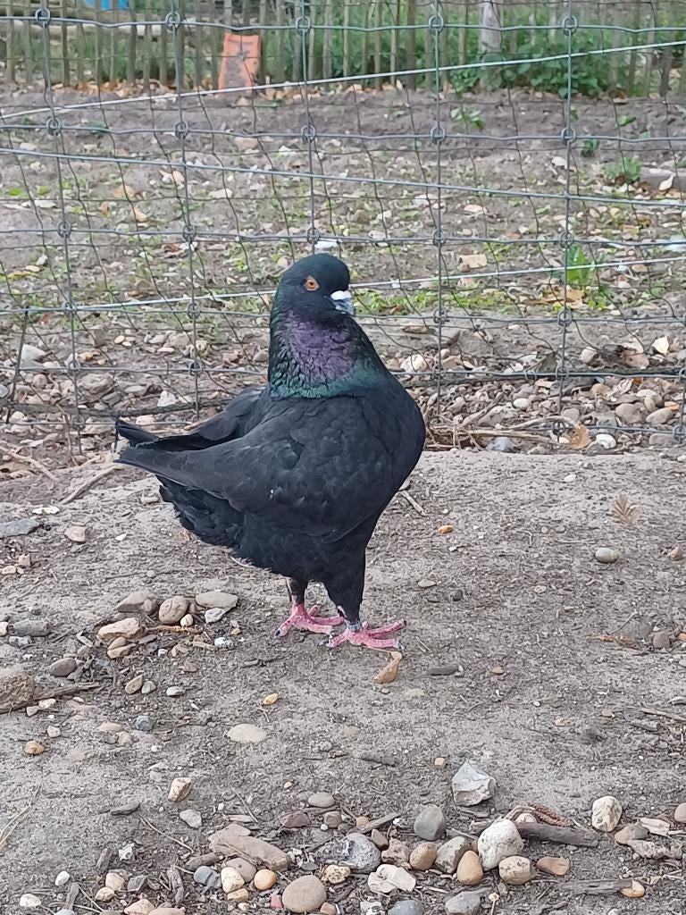 King duiven, Dieren en Toebehoren, Pluimvee, Meerdere dieren, Overige soorten