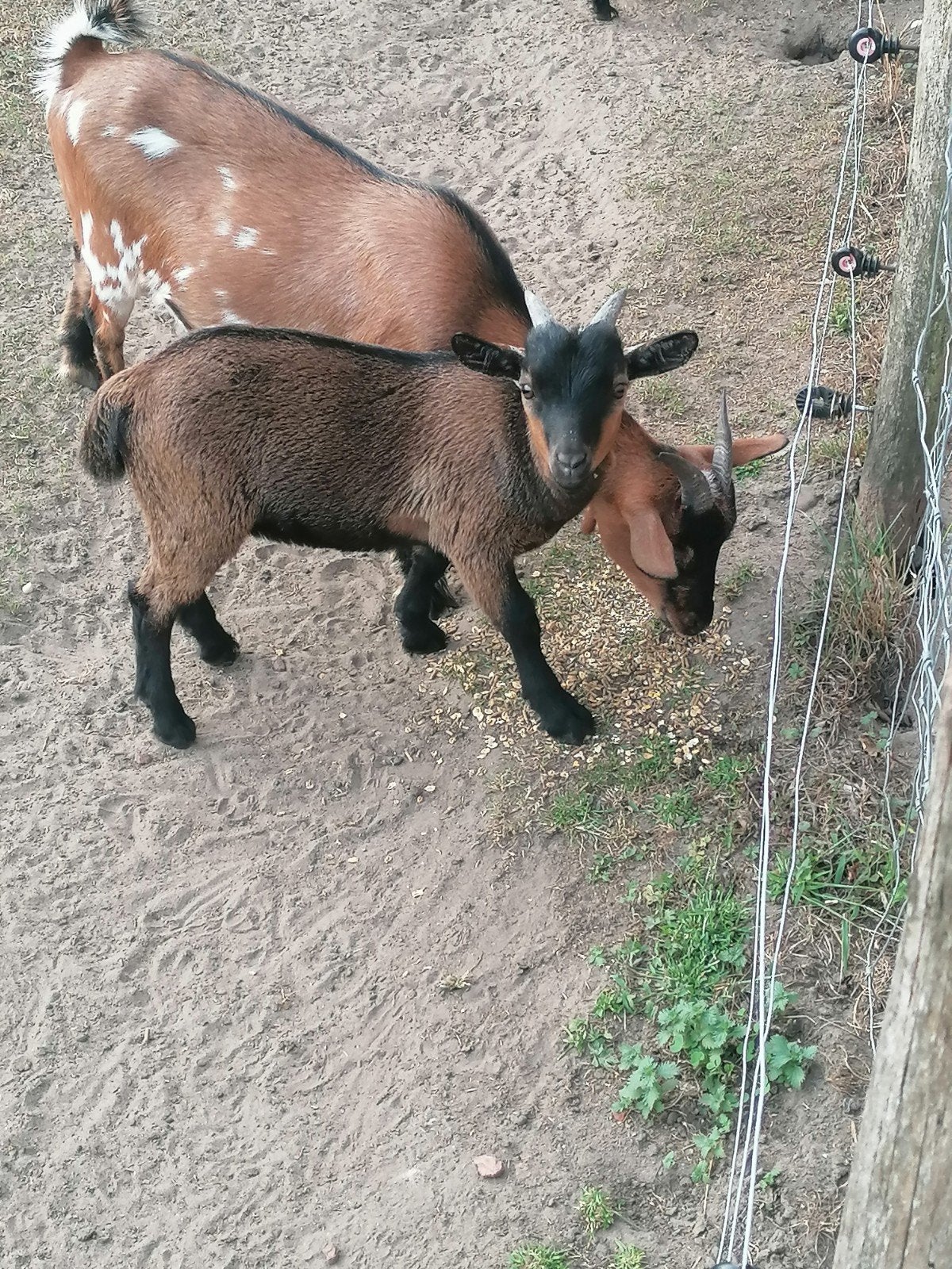 geitenbokje te koop, Dieren en Toebehoren