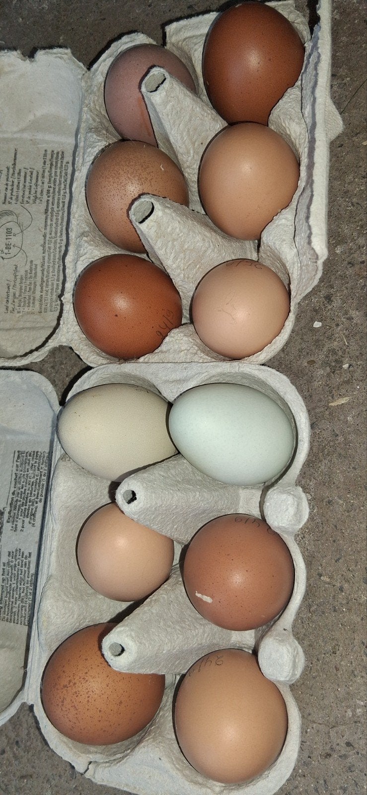 oeufs, Enlèvement