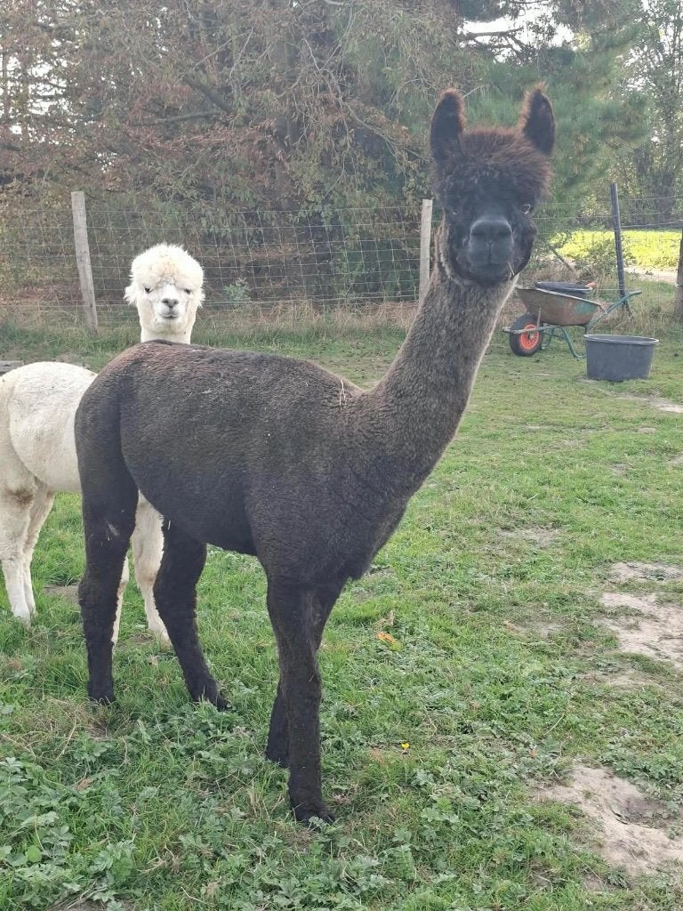 Zwarte alpaca merrie, Mai, Femelle