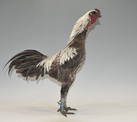 gevraagd luikse vechtkriel  haan, Mâle, Poule ou poulet